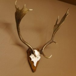 Damhirsch Hirsch Hirschgeweih Geweih Dam auf Trophäenschild Höhe 72 cm 72.457