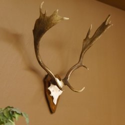 Damhirsch Hirsch Hirschgeweih Geweih Dam auf Trophäenschild Höhe 72 cm 72.457