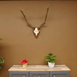 Damhirsch Hirsch Hirschgeweih Geweih Dam auf Trophäenschild Höhe 72 cm 72.457