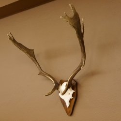 Damhirsch Hirsch Hirschgeweih Geweih Dam auf Trophäenschild Höhe 72 cm 72.457