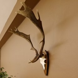 Damhirsch Hirsch Hirschgeweih Geweih Dam auf Trophäenschild Höhe 72 cm 72.457