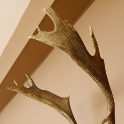 Damhirsch Hirsch Hirschgeweih Geweih Dam auf Trophäenschild Höhe 72 cm 72.457