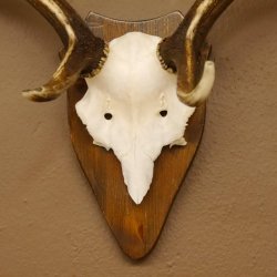 Damhirsch Hirsch Hirschgeweih Geweih Dam auf Trophäenschild Höhe 72 cm 72.457