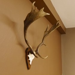 Damhirsch Hirsch Hirschgeweih Geweih Dam auf Trophäenschild Höhe 72 cm 72.457