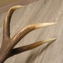 1 Paar Rothirsch kapitale starke Stangen Hirsch Geweih Abwurfstangen gerader 12 Ender Länge 103 cm 71.2.101