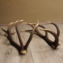 1 Paar Rothirsch kapitale starke Stangen Hirsch Geweih Abwurfstangen gerader 12 Ender Länge 103 cm 71.2.101