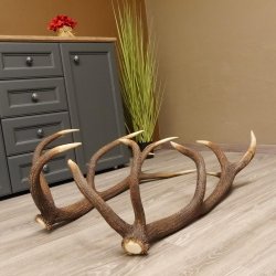 1 Paar Rothirsch kapitale starke Stangen Hirsch Geweih Abwurfstangen gerader 12 Ender Länge 103 cm 71.2.101