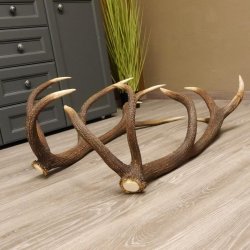 1 Paar Rothirsch kapitale starke Stangen Hirsch Geweih Abwurfstangen gerader 12 Ender Länge 103 cm 71.2.101