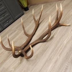 1 Paar Rothirsch kapitale starke Stangen Hirsch Geweih Abwurfstangen gerader 12 Ender Länge 103 cm 71.2.101