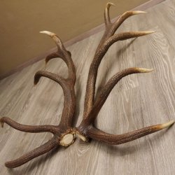 1 Paar Rothirsch kapitale starke Stangen Hirsch Geweih Abwurfstangen gerader 12 Ender Länge 103 cm 71.2.101