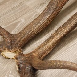1 Paar Rothirsch kapitale starke Stangen Hirsch Geweih Abwurfstangen gerader 12 Ender Länge 103 cm 71.2.101