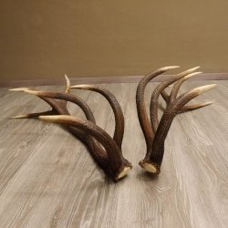 1 Paar Rothirsch kapitale starke Stangen Hirsch Geweih Abwurfstangen gerader 12 Ender Länge 103 cm 71.2.101