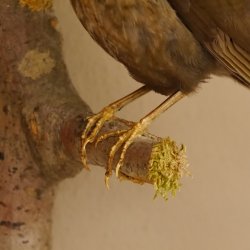 Amsel weiblich Vogel Präparat Singvogel Tierpräparat Genehmigung 90.197.8
