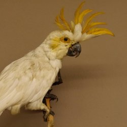 Haubenkakadu Orangenhaubenkakadu Vogel Präparat Höhe 35 cm präpariert Tierpräparat mit Genehmigung zum Verkauf