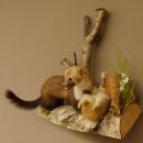 Steinmarder mit Kaninchen als Beute Marder Präparat Höhe 50 cm auf Wurzel Tierpräparat 89.5.168