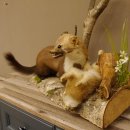 Steinmarder mit Kaninchen als Beute Marder Präparat Höhe 50 cm auf Wurzel Tierpräparat 89.5.168