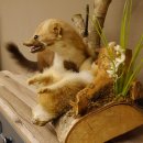 Steinmarder mit Kaninchen als Beute Marder Präparat Höhe 50 cm auf Wurzel Tierpräparat 89.5.168