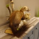Steinmarder mit Kaninchen als Beute Marder Präparat Höhe 50 cm auf Wurzel Tierpräparat 89.5.168