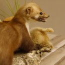 Steinmarder mit Kaninchen als Beute Marder Präparat Höhe 50 cm auf Wurzel Tierpräparat 89.5.168