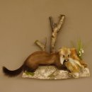 Steinmarder mit Kaninchen als Beute Marder Präparat Höhe 50 cm auf Wurzel Tierpräparat 89.5.168