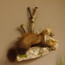 Steinmarder mit Kaninchen als Beute Marder Präparat Höhe 50 cm auf Wurzel Tierpräparat 89.5.168