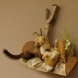Steinmarder mit Kaninchen als Beute Marder Präparat Höhe 50 cm auf Wurzel Tierpräparat 89.5.168