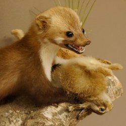 Steinmarder mit Kaninchen als Beute Marder Präparat Höhe 50 cm auf Wurzel Tierpräparat 89.5.168