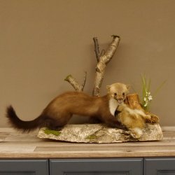 Steinmarder mit Kaninchen als Beute Marder Präparat Höhe 50 cm auf Wurzel Tierpräparat 89.5.168