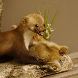 Steinmarder mit Kaninchen als Beute Marder Präparat Höhe 50 cm auf Wurzel Tierpräparat 89.5.168