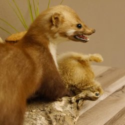 Steinmarder mit Kaninchen als Beute Marder Präparat Höhe 50 cm auf Wurzel Tierpräparat 89.5.168