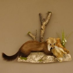 Steinmarder mit Kaninchen als Beute Marder Präparat Höhe 50 cm auf Wurzel Tierpräparat 89.5.168