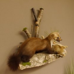 Steinmarder mit Kaninchen als Beute Marder Präparat Höhe 50 cm auf Wurzel Tierpräparat 89.5.168