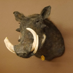 Warzenschwein Medaille Schwein Keiler Kopf Präparat Hauerlänge max. 22,4 cm 95.11.15