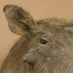 Warzenschwein Medaille Schwein Keiler Kopf Präparat Hauerlänge max. 22,4 cm 95.11.15