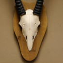 Oryx (Oryx gazella) Vintage Antilope Spie&szlig;bock Afrika Sch&auml;deltroph&auml;e Hornl&auml;nge 76 cm Troph&auml;enschild 88.3.82