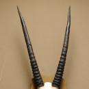 Oryx (Oryx gazella) Vintage Antilope Spie&szlig;bock Afrika Sch&auml;deltroph&auml;e Hornl&auml;nge 76 cm Troph&auml;enschild 88.3.82