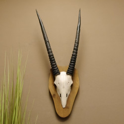 Oryx (Oryx gazella) Vintage Antilope Spießbock Afrika Schädeltrophäe Hornlänge 76 cm Trophäenschild 88.3.82