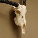 Oryx (Oryx gazella) abnorme Antilope Hornl&auml;nge 81 cm Spie&szlig;bock Afrika Sch&auml;deltroph&auml;e 88.3.83
