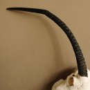 Oryx (Oryx gazella) abnorme Antilope Hornl&auml;nge 81 cm Spie&szlig;bock Afrika Sch&auml;deltroph&auml;e 88.3.83