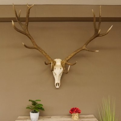 Rothirsch starke hervorragende Perlung der Stangen Geweih Breite 133 cm Hirschgeweih Hirsch 70.858