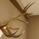 Rothirsch starke hervorragende Perlung der Stangen Geweih Breite 133 cm Hirschgeweih Hirsch 70.858