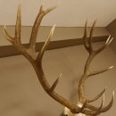 Rothirsch starke hervorragende Perlung der Stangen Geweih Breite 133 cm Hirschgeweih Hirsch 70.858