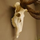 Rothirsch starke hervorragende Perlung der Stangen Geweih Breite 133 cm Hirschgeweih Hirsch 70.858