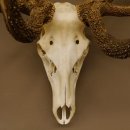 Rothirsch starke hervorragende Perlung der Stangen Geweih Breite 133 cm Hirschgeweih Hirsch 70.858