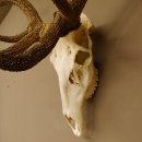 Rothirsch starke hervorragende Perlung der Stangen Geweih Breite 133 cm Hirschgeweih Hirsch 70.858