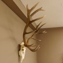 Rothirsch starke hervorragende Perlung der Stangen Geweih Breite 133 cm Hirschgeweih Hirsch 70.858