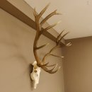 Rothirsch starke hervorragende Perlung der Stangen Geweih Breite 133 cm Hirschgeweih Hirsch 70.858