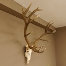 Rothirsch starke hervorragende Perlung der Stangen Geweih Breite 133 cm Hirschgeweih Hirsch 70.858