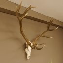 Rothirsch starke hervorragende Perlung der Stangen Geweih Breite 133 cm Hirschgeweih Hirsch 70.858