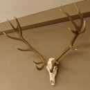 Rothirsch starke hervorragende Perlung der Stangen Geweih Breite 133 cm Hirschgeweih Hirsch 70.858